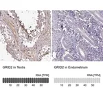 Merck Anti-GRID2 antibody produced in rabbit