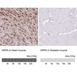 Merck Anti-NPPA antibody produced in rabbit