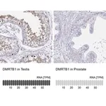 Merck Anti-DMRTB1 antibody produced in rabbit