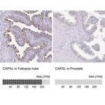Merck Anti-CAPSL antibody produced in rabbit