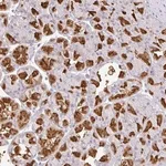 Merck Anti-CMPK1 antibody produced in rabbit
