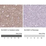 Merck Anti-VGAT antibody produced in rabbit