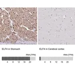 Merck Anti-ELF4 antibody produced in rabbit