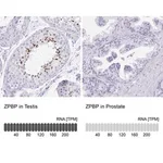 Merck Anti-ZPBP antibody produced in rabbit