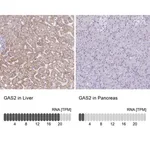 Merck Anti-GAS2 antibody produced in rabbit