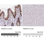 Merck Anti-SAMD13 antibody produced in rabbit