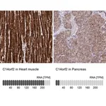 Merck Anti-C14orf2 antibody produced in rabbit