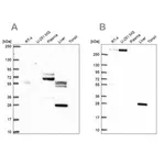 Merck Anti-QDPR antibody produced in rabbit