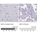 Merck Anti-BEX5 antibody produced in rabbit