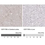 Merck Anti-CEP170B antibody produced in rabbit