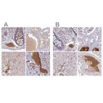 Merck Anti-HGFAC antibody produced in rabbit