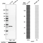 Merck Anti-NNMT antibody produced in rabbit