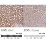 Merck Anti-CYP27A1 antibody produced in rabbit