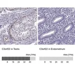 Merck Anti-C3orf22 antibody produced in rabbit