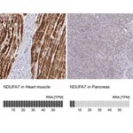 Merck Anti-NDUFA7 antibody produced in rabbit