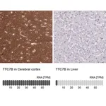 Merck Anti-TTC7B antibody produced in rabbit