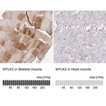 Merck Anti-MYLK2 antibody produced in rabbit