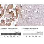 Merck Anti-MYLK2 antibody produced in rabbit