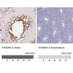 Merck Anti-SYNGR4 antibody produced in rabbit