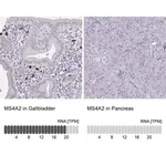 Merck Anti-MS4A2 antibody produced in rabbit
