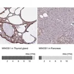 Merck Anti-MINOS1 antibody produced in rabbit