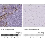Merck Anti-TLR7 antibody produced in rabbit