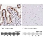 Merck Anti-PLK3 antibody produced in rabbit