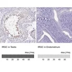 Merck Anti-IRGC antibody produced in rabbit