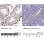 Merck Anti-C19orf81 antibody produced in rabbit
