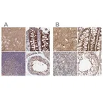 Merck Anti-SORBS1 antibody produced in rabbit