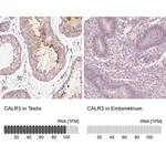 Merck Anti-CALR3 antibody produced in rabbit