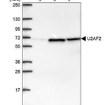 Merck Anti-U2AF2 antibody produced in rabbit