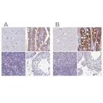 Merck Anti-PLCB3 antibody produced in rabbit