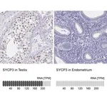Merck Anti-SYCP3 antibody produced in rabbit