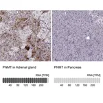 Merck Anti-PNMT antibody produced in rabbit