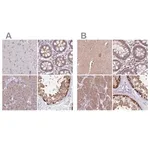 Merck Anti-STIP1 antibody produced in rabbit