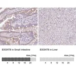 Merck Anti-B3GNT8 antibody produced in rabbit
