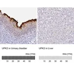 Merck Anti-UPK2 antibody produced in rabbit