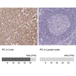 Merck Anti-PC antibody produced in rabbit