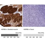 Merck Anti-HSPB6 antibody produced in rabbit