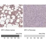 Merck Anti-SPI1 antibody produced in rabbit