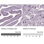Merck Anti-GAS2L2 antibody produced in rabbit