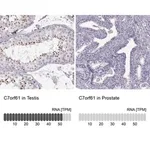 Merck Anti-C7orf61 antibody produced in rabbit