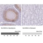 Merck Anti-SLC30A3 antibody produced in rabbit