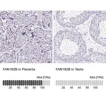 Merck Anti-FAM162B antibody produced in rabbit