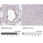 Merck Anti-CBFA2T2 antibody produced in rabbit