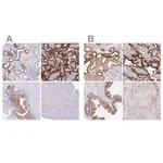 Merck Anti-COBLL1 antibody produced in rabbit