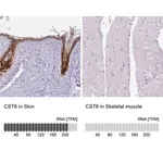 Merck Anti-CST6 antibody produced in rabbit