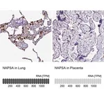 Merck Anti-NAPSA antibody produced in rabbit