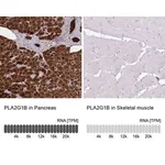 Merck Anti-PLA2G1B antibody produced in rabbit